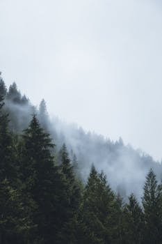 Serene foggy morning in an evergreen forest in British Columbia, showcasing nature's beauty.