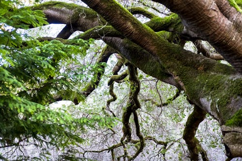 A Low Angle Shot of a Tree with Moss and Green Leaves