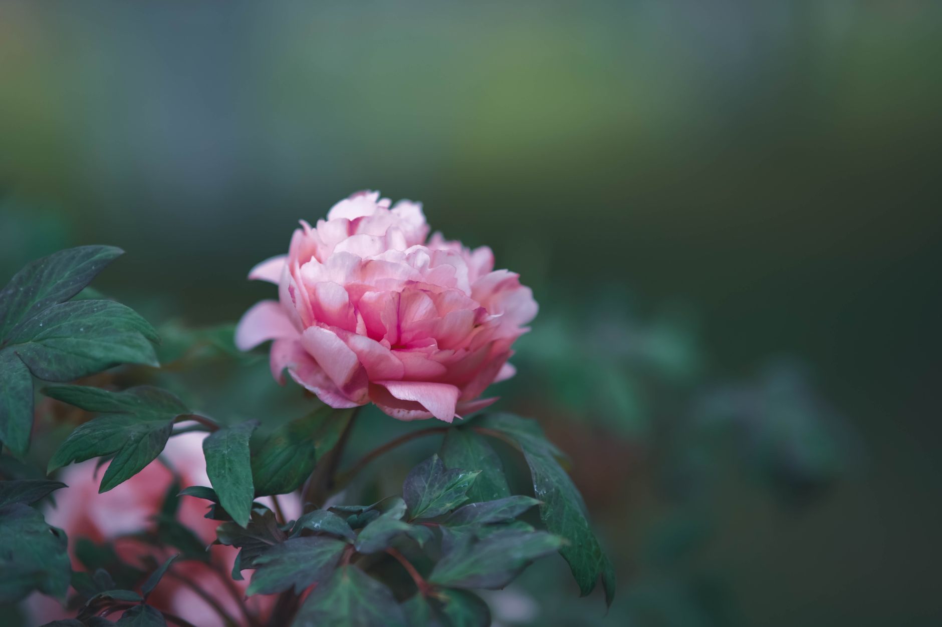 A detailed close-up of a beautiful pink peony bloom against a soft green background.