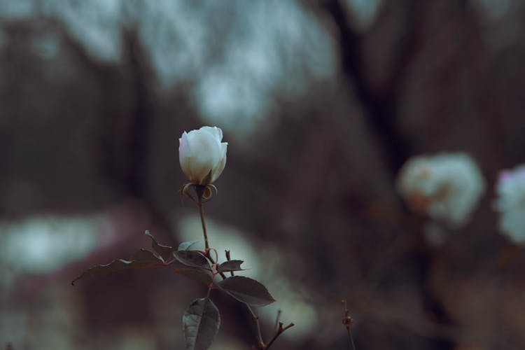 A White Rose In Full Bloom