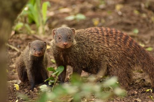 Free Close-up of a banded mongoose family in natural habitat, Durban, South Africa. Stock Photo