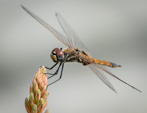 Fotobanka s bezplatnými fotkami na tému divočina, hmyz, krídla