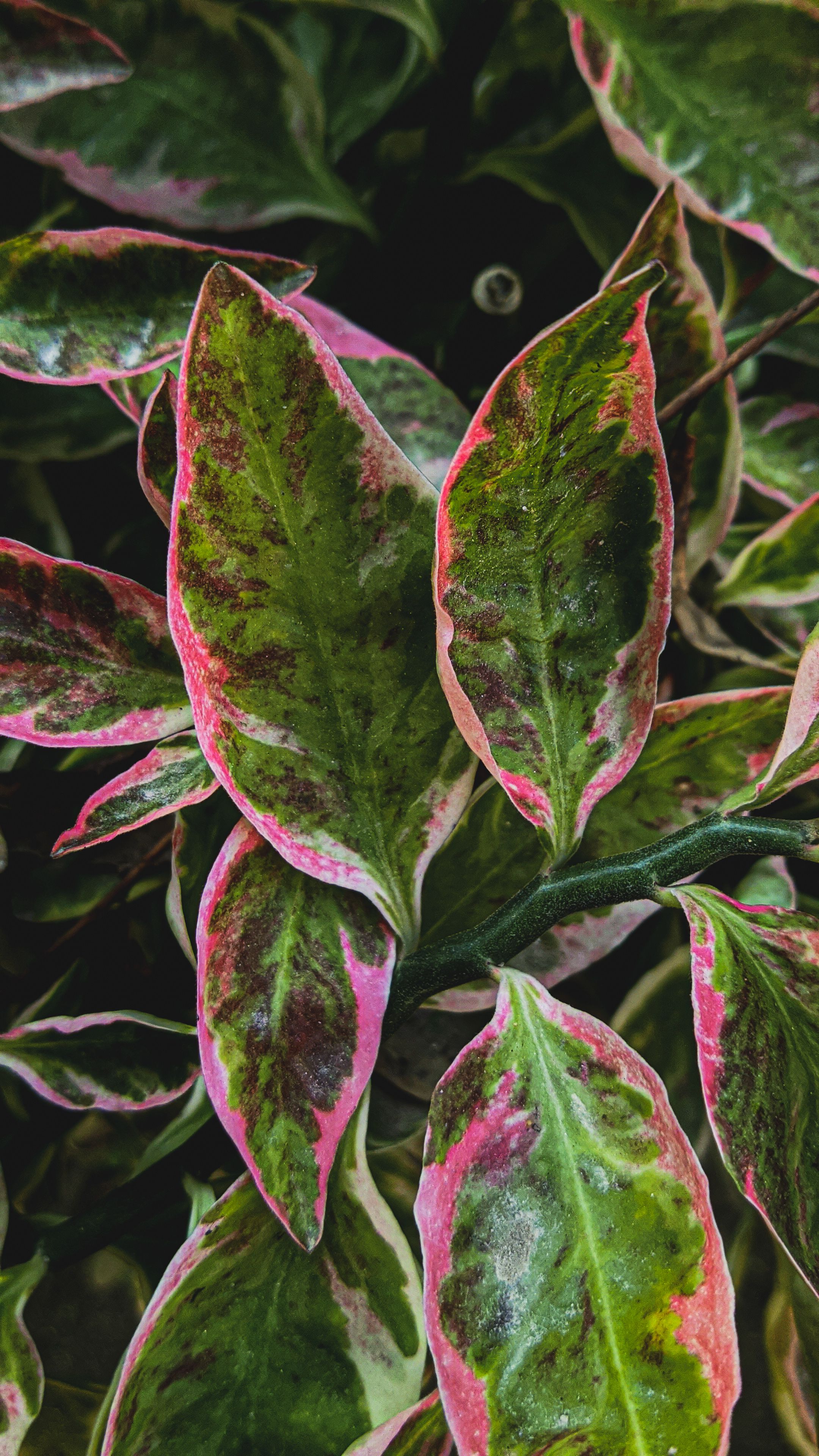 Pink and Green Leaves in Close Up Photography · Free Stock Photo