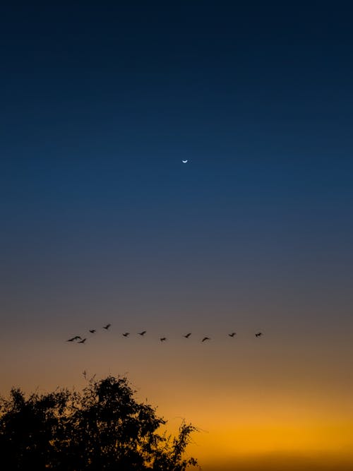 Бесплатное стоковое фото с birds_flying, голубое небо, кинематографическое небо