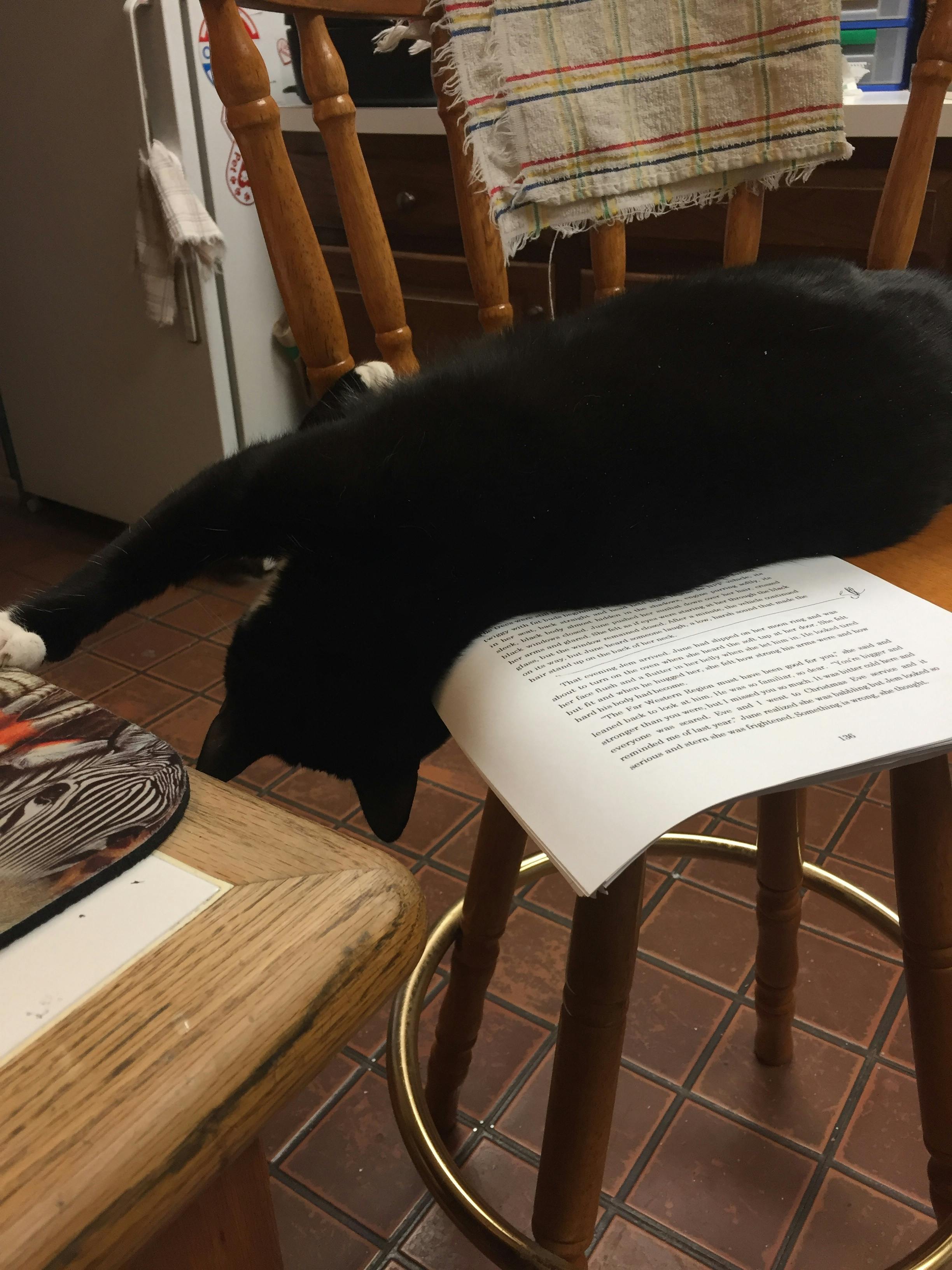 Free stock photo of Writer's Block. Tuxedo Cats