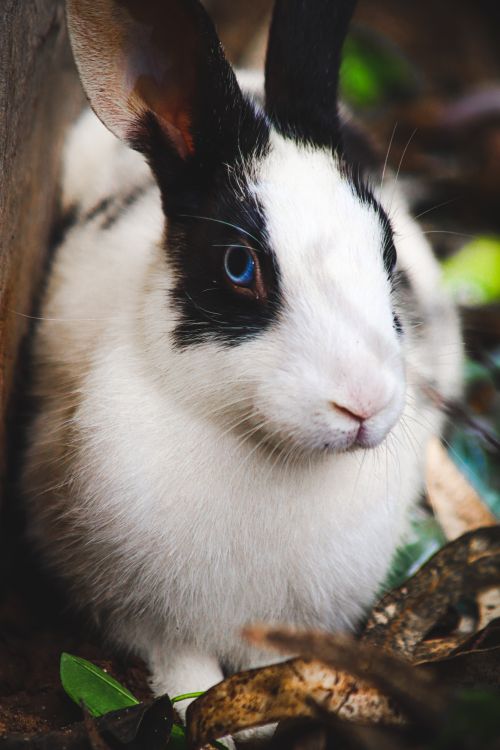 Free Charming rabbit with black and white fur in a natural setting, showcasing its soft fur and vibrant eyes. Stock Photo