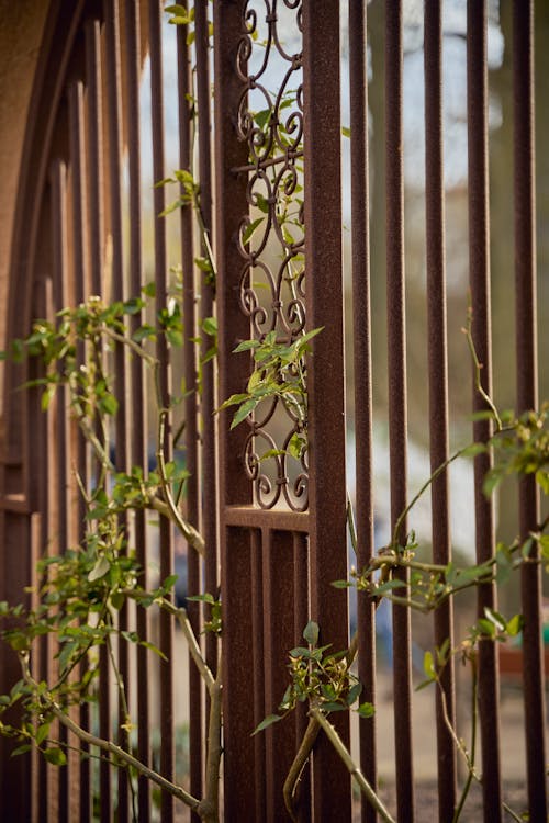 Climbing Plants on Metal Gate