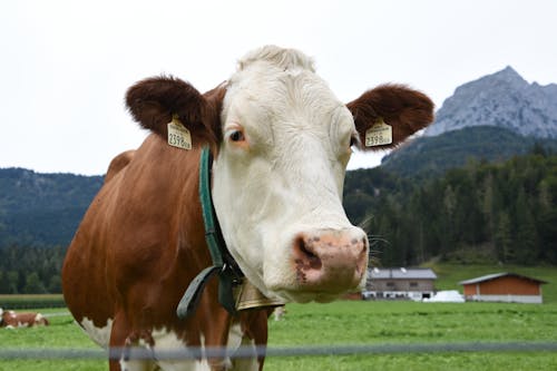 Close Up Shot of a Cow Head 