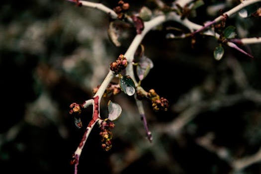 一根布满雨滴的荆棘树枝在宏观镜头下，凸显了大自然错综复杂的细节