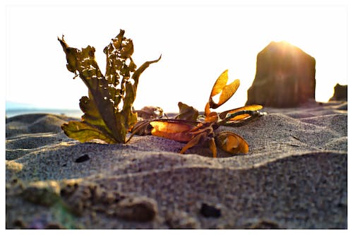 Photos gratuites de nature, plage, sable