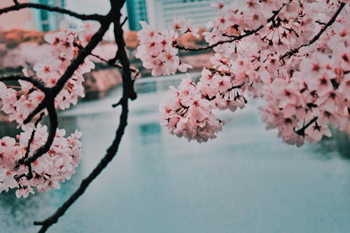 Cherry Blossom Beside Body Of Water