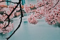 以城市景观为背景的宁静樱花，非常适合春季主题