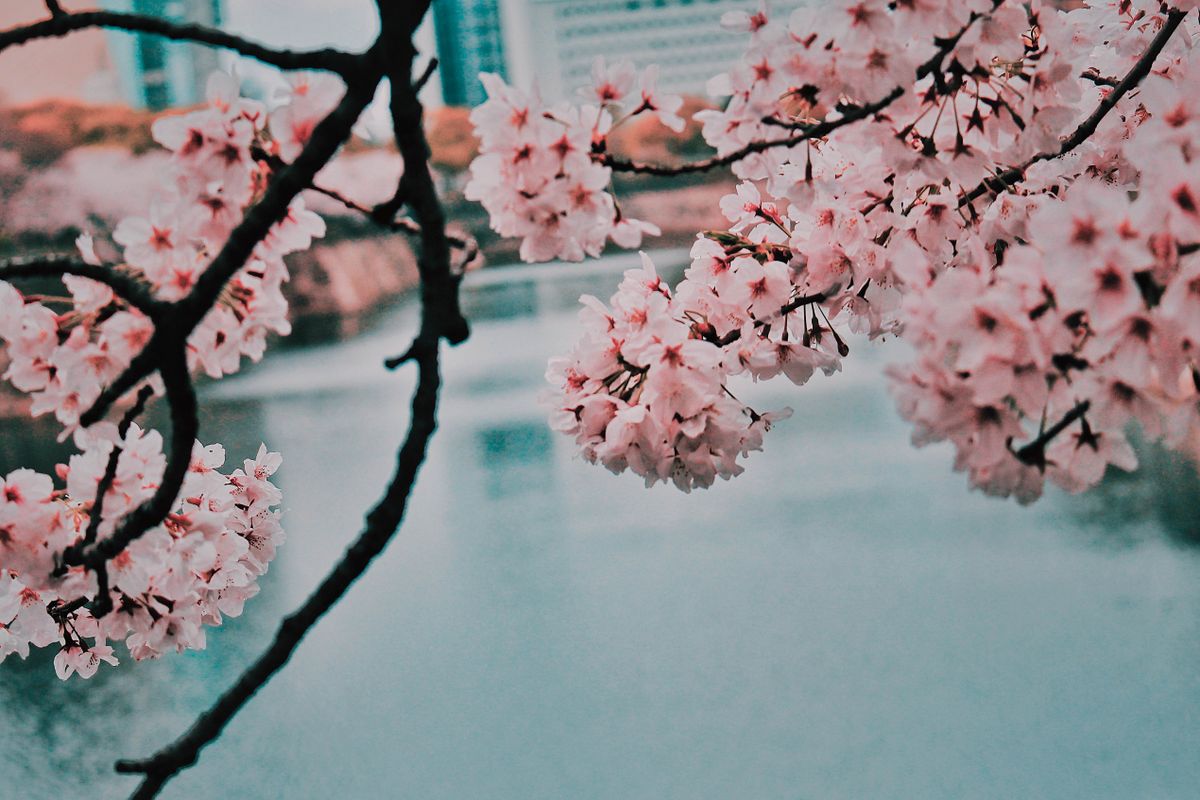 Serene cherry blossoms with a cityscape backdrop, perfect for spring themes