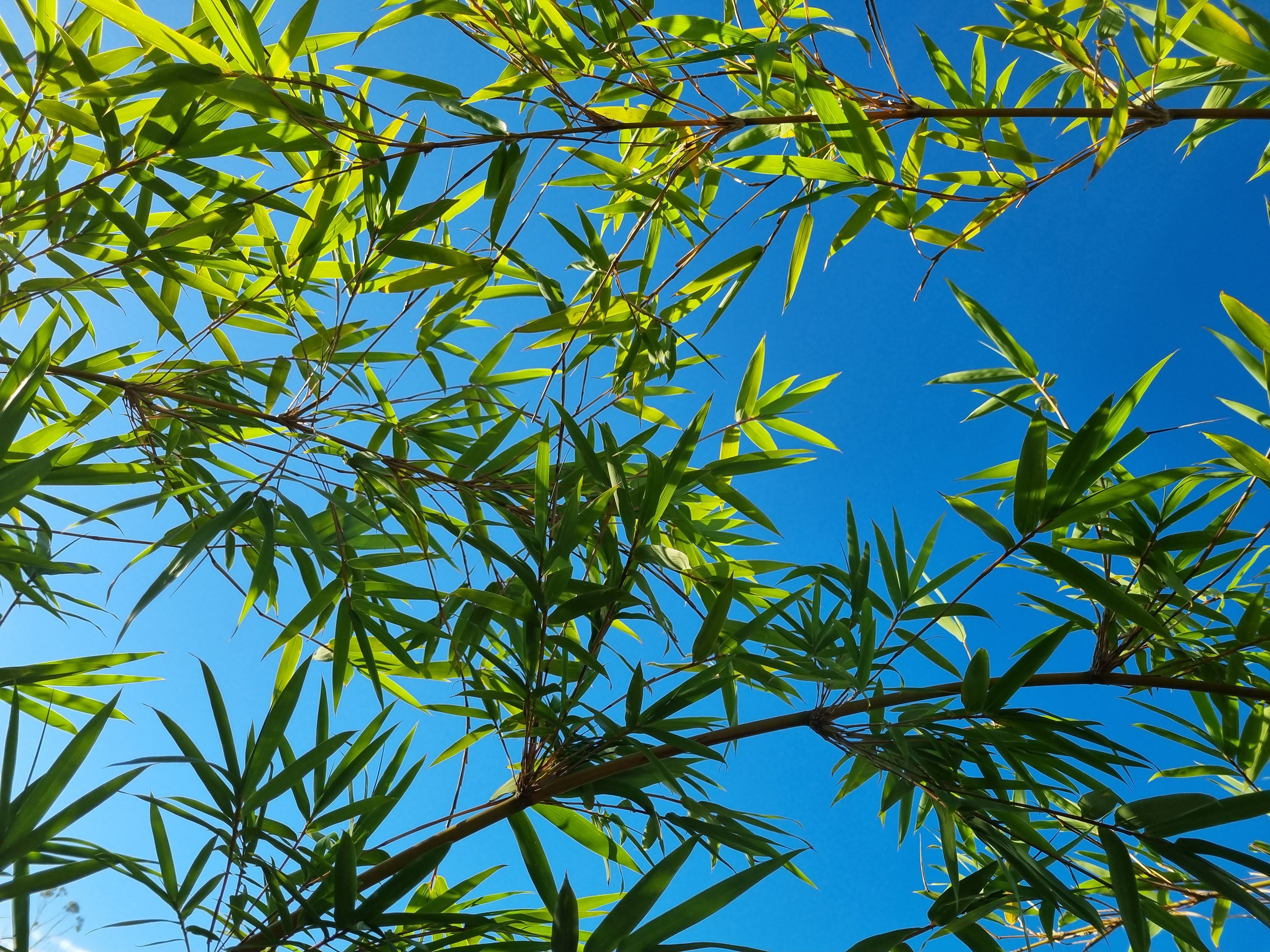 Low-Angle Shot of Green Leaves Under a Blue Sky · Free Stock Photo