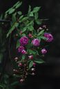 A Louise Odier Flowers