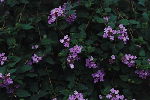 Kostenloses Stock Foto zu blumengarten, blumengesteck, hellvioletter hintergrund