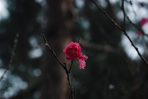 Kostenloses Stock Foto zu blühen, blume, blüte