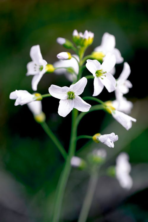 Darmowe zdjęcie z galerii z biały, gałązka, kwiat