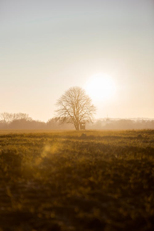 Foto d'estoc gratuïta de arbre nu, camp, capvespre