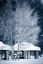 Photo of Birch Trees Covered in Snow