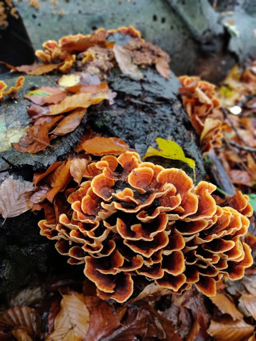 Foto profissional grátis de declínio, folhas de outono, fungo