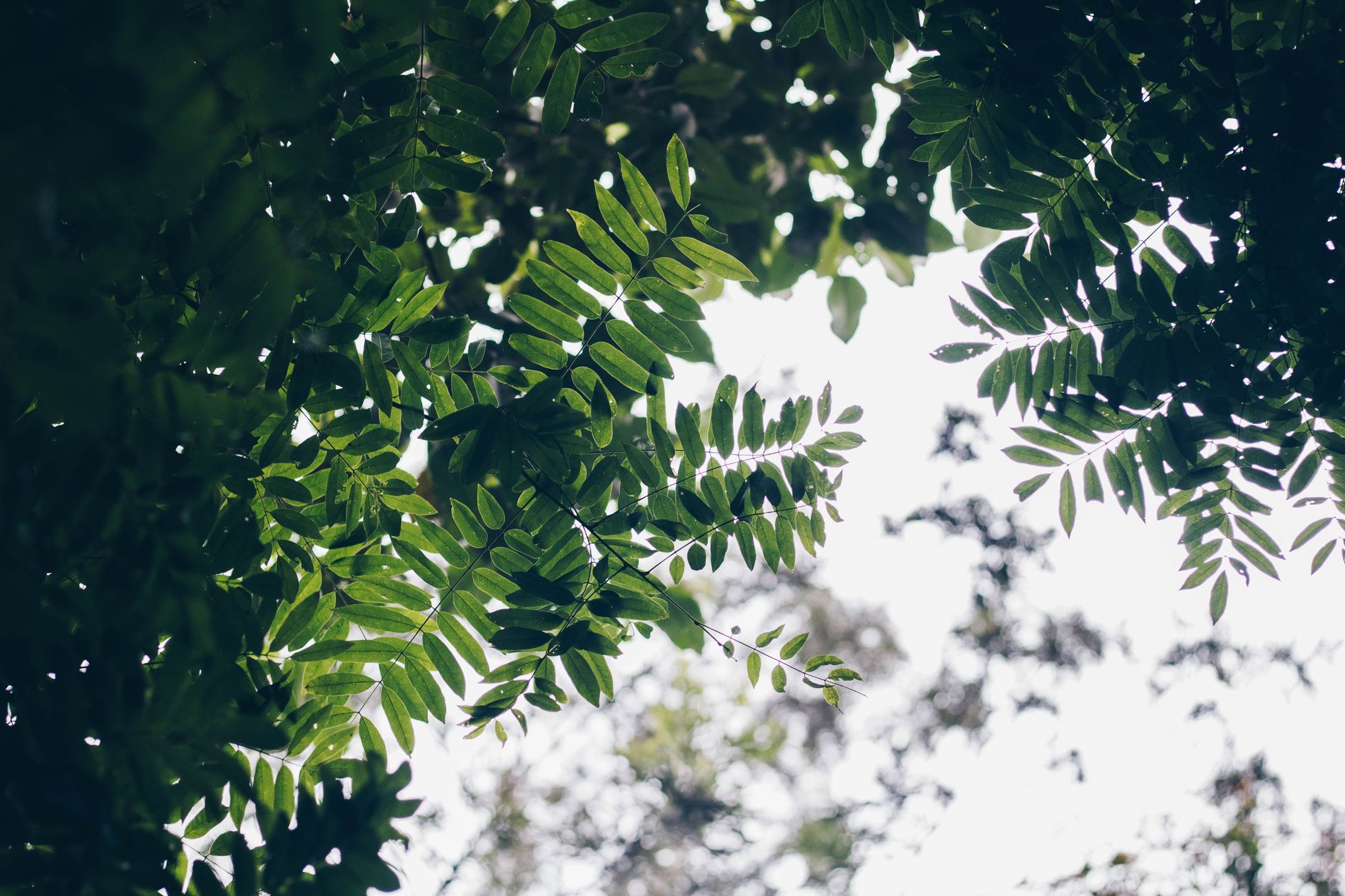 Vibrant green leaves canopy viewed from below with bright sky background.