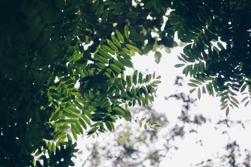 Free Vibrant green leaves canopy viewed from below with bright sky background. Stock Photo
