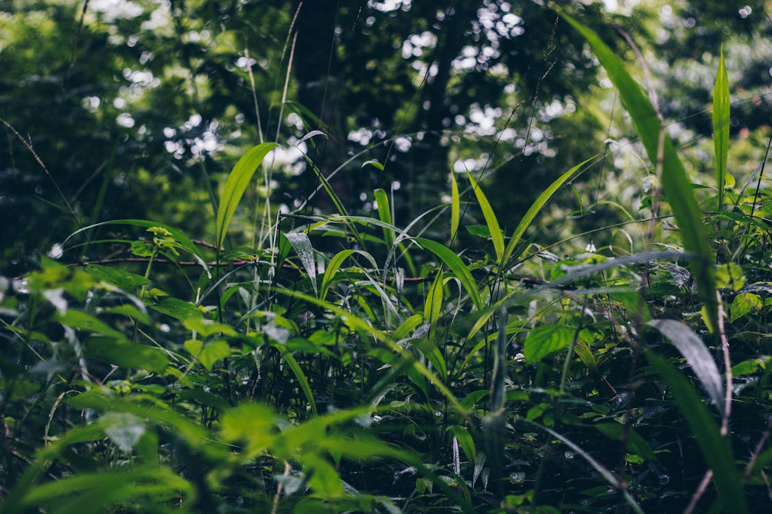 Selective Focus Photo of Green Grass Field Under Green Trees