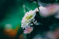 在充满活力的内罗毕花园中，一朵盛开的精致花朵被拍成了迷人的宏观镜头