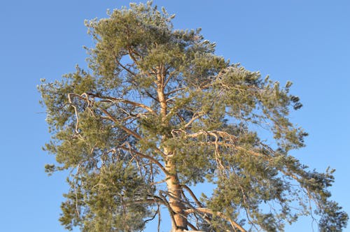 Immagine gratuita di @all'aperto, albero, azzurro