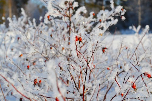 Snow Covered Plant in Close-up Photography