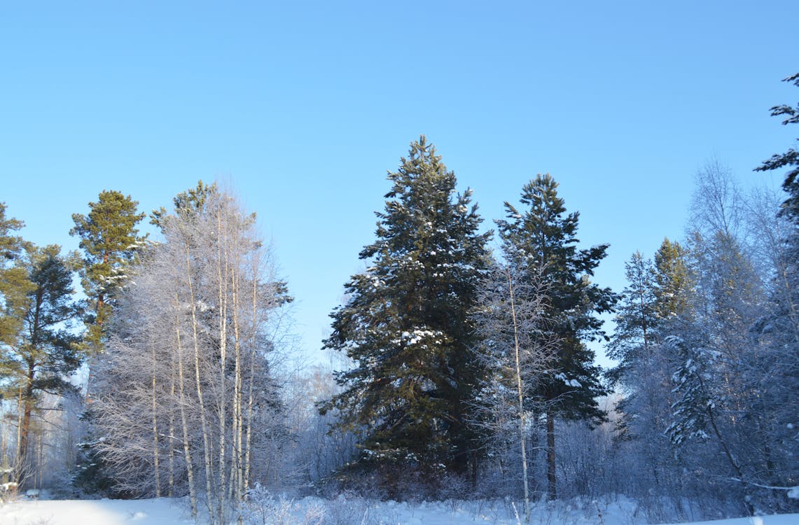 Základová fotografie zdarma na téma borovice, bříza, denní světlo