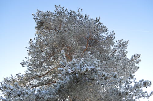 Foto d'estoc gratuïta de arbre de pi, blau, branques