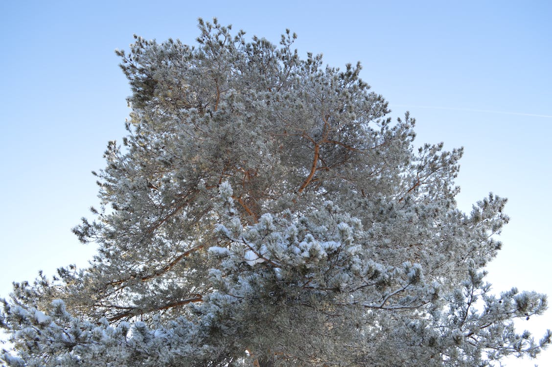 Základová fotografie zdarma na téma borovice, modrá, obloha