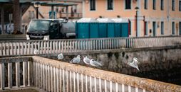 White and Black Birds on Brown Wooden Fence