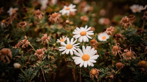 A White Daisy Flowers in Bloom Surrounded with Dried Daisies
