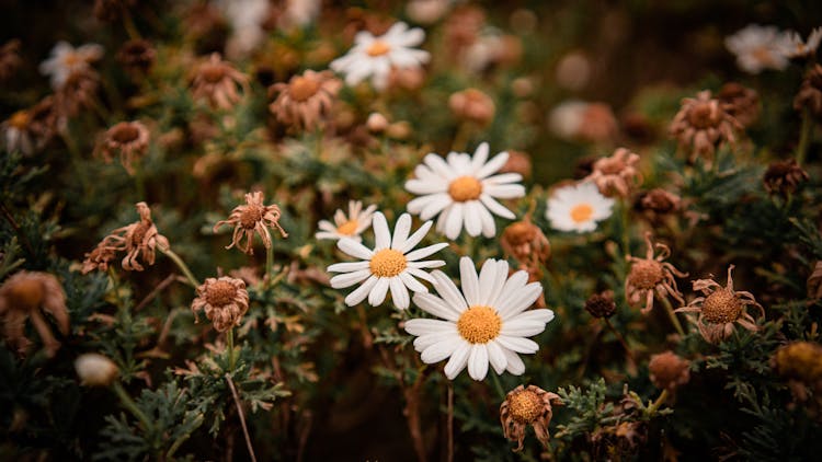 A White Daisy Flowers In Bloom Surrounded With Dried Daisies