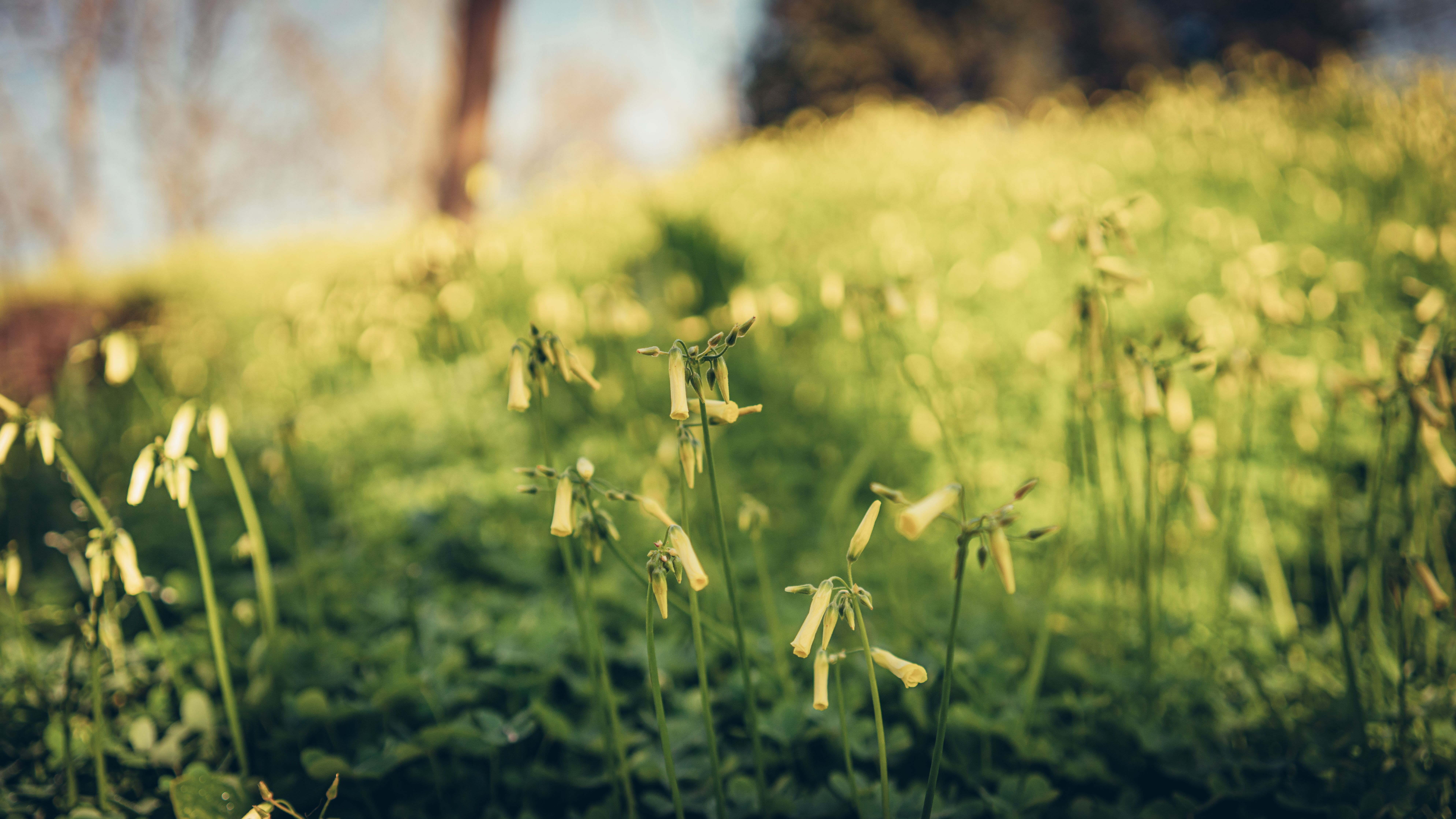 Oxalis : Plantation et entretien jardin