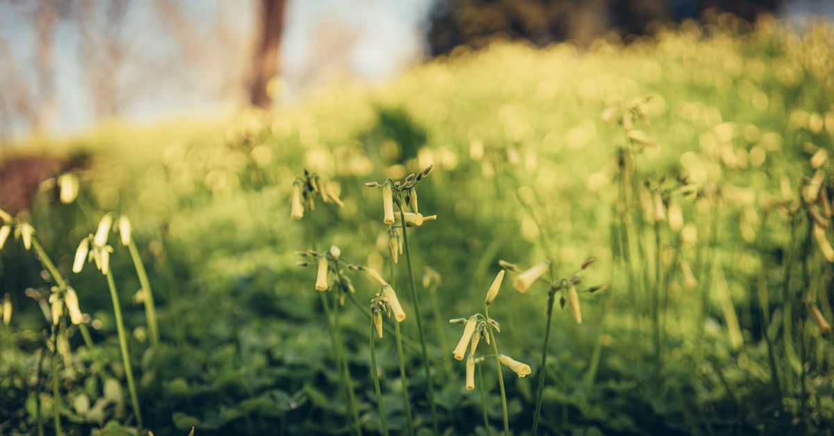Oxalis : Plantation et entretien jardin