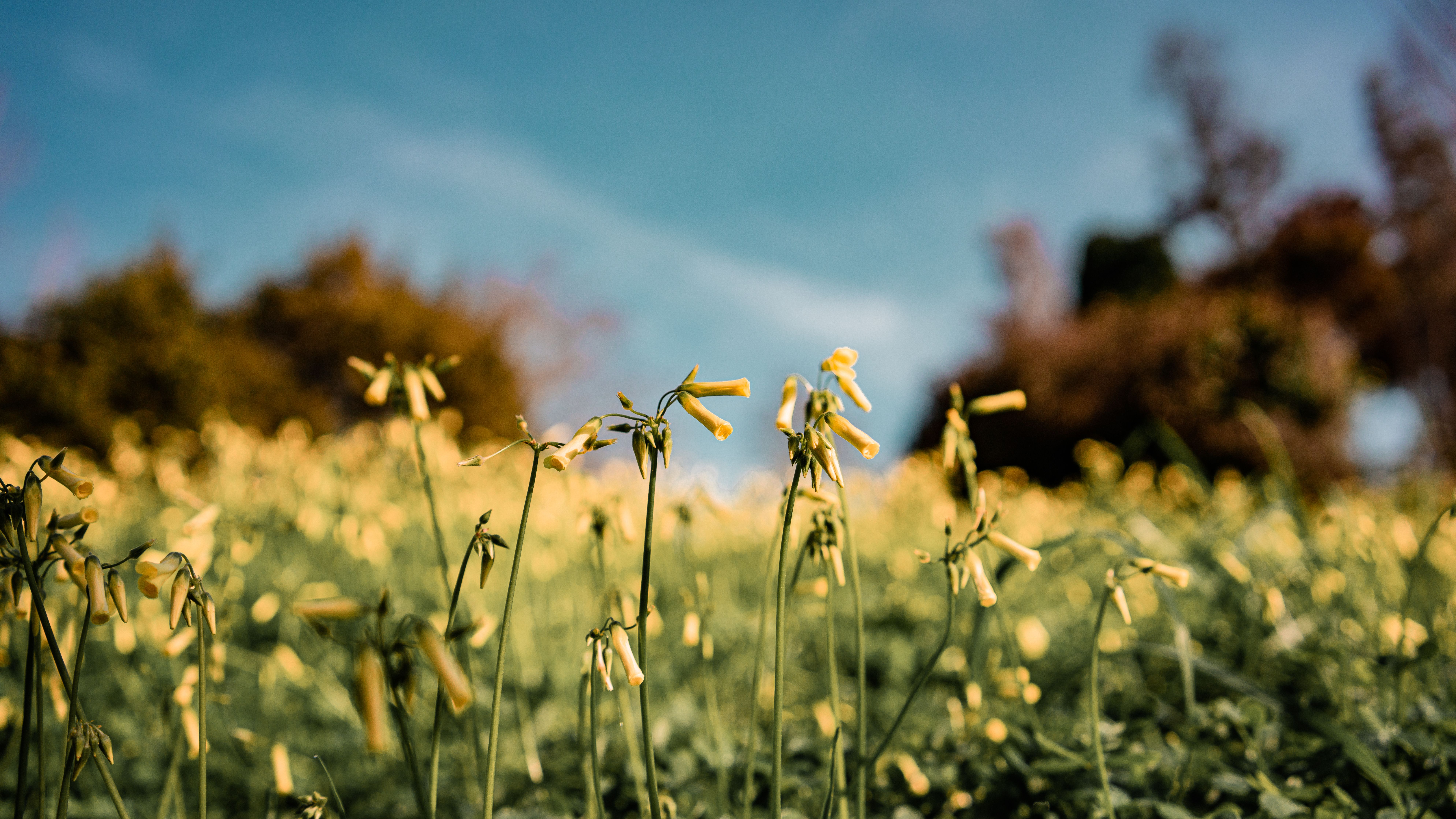 Wiese mit Blumen