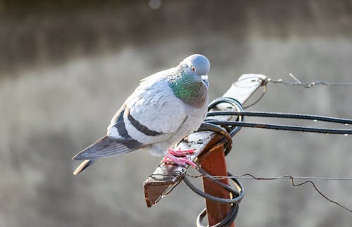 Free Photo of a Gray Pigeon Stock Photo