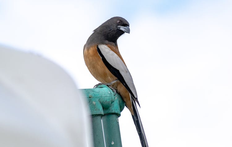 A Rufous Treepie Bird