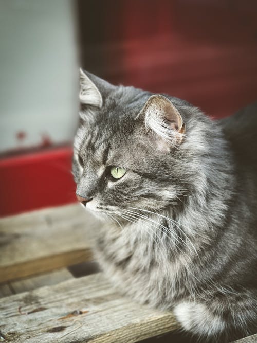 Free Close Up Shot of a Gray Cat Stock Photo