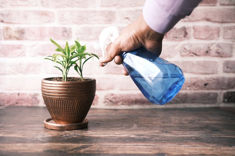 A Person Spraying Water On A Plant