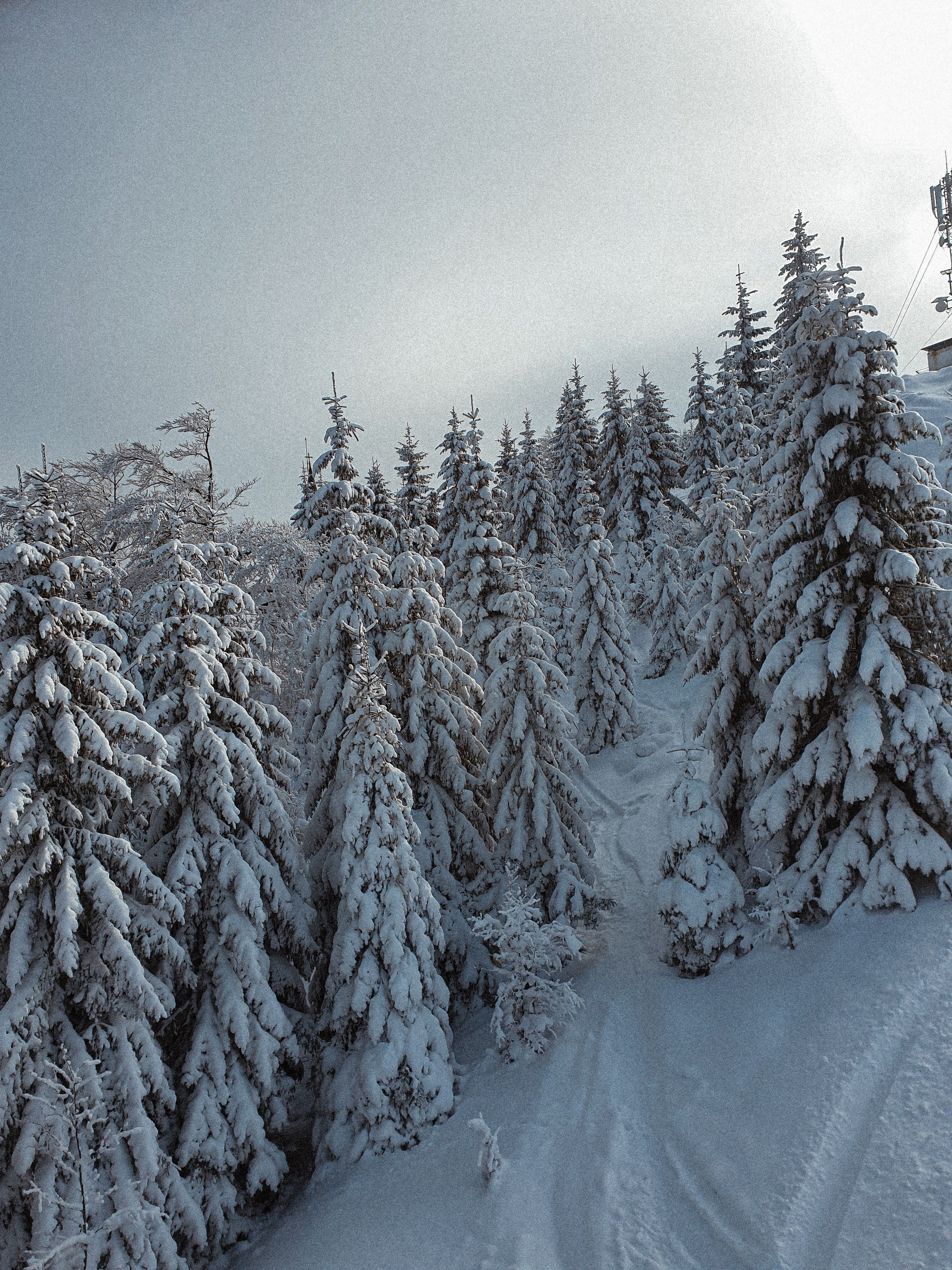 Snow Covered Pine Trees on the Mountain · Free Stock Photo