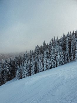 Serene winter landscape featuring a snow-covered pine forest under a cloudy sky.