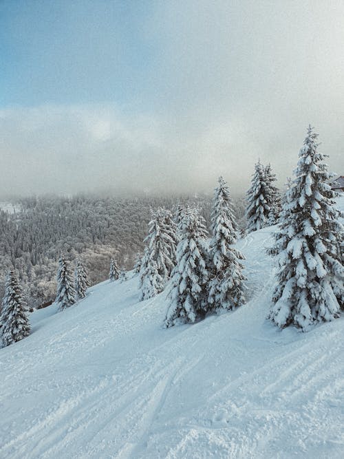 Trees Covered in White Snow