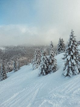 A serene snowy landscape with fir trees covered in snow on a winter day.