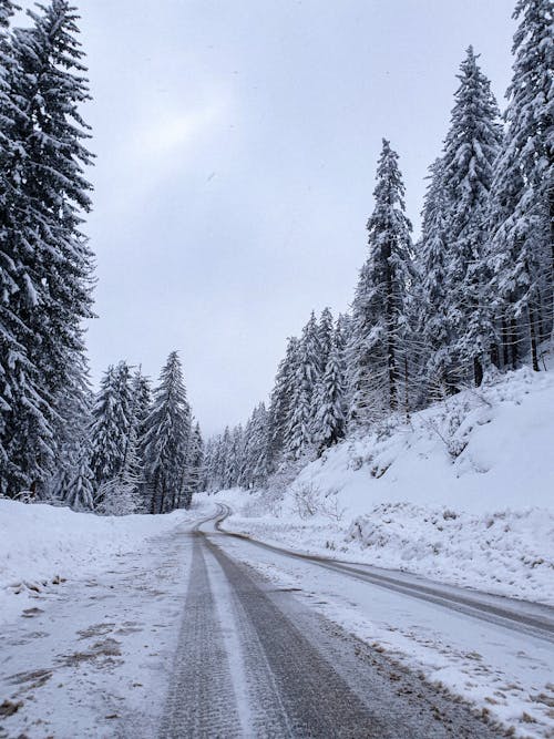Gratis Immagine gratuita di alberi, cielo, coperto di neve Foto a disposizione