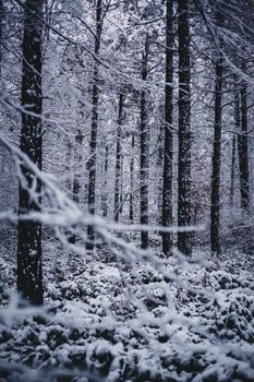 Tranquil winter forest with snow-laden trees creating a serene atmosphere.